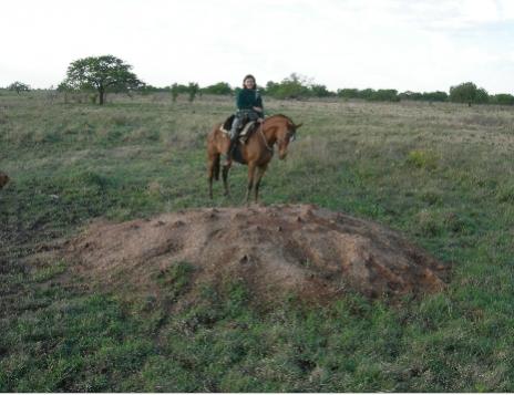 Carolina a caballo frente a un gran hormiguero Carolina a caballo frente a un gran hormiguero
