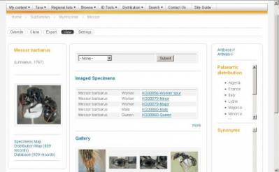 FichaEspecieFormicidae: Ejemplo de una ficha de especie en la web formicidae.org