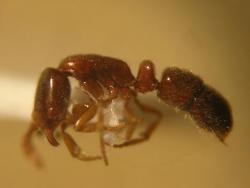 Ponera testacea