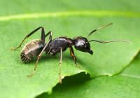 Camponotus sp